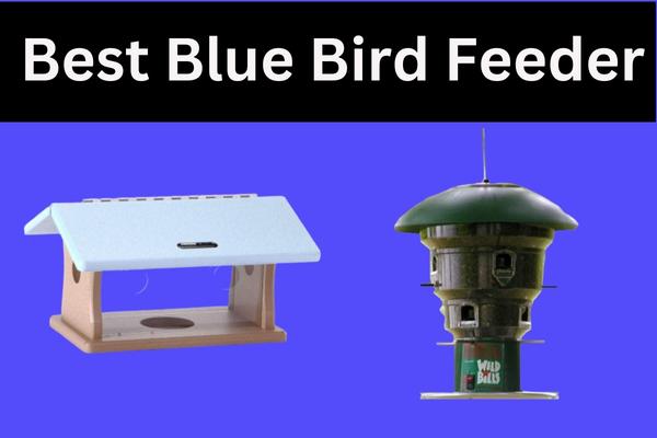 Best Blue Bird Feeder