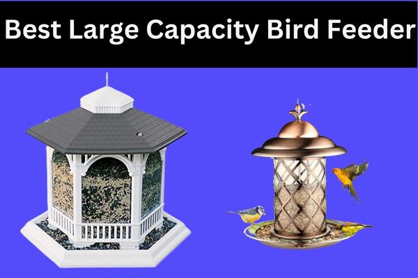 Best LargeCapacity Bird Feeders for Your BirdWatching Needs