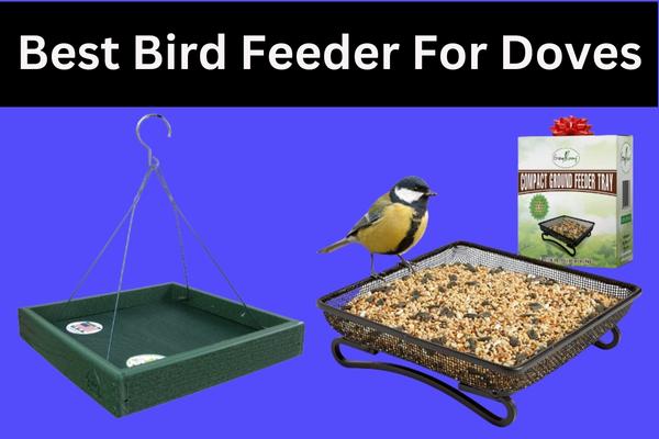 Best Bird Feeder for Doves – Comprehensive guide