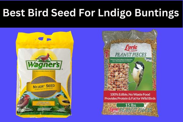 Best Bird Seed for Indigo Buntings