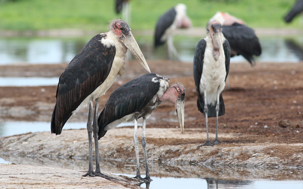 Marabou Stork Profile & Facts – Everything You Need To Know!