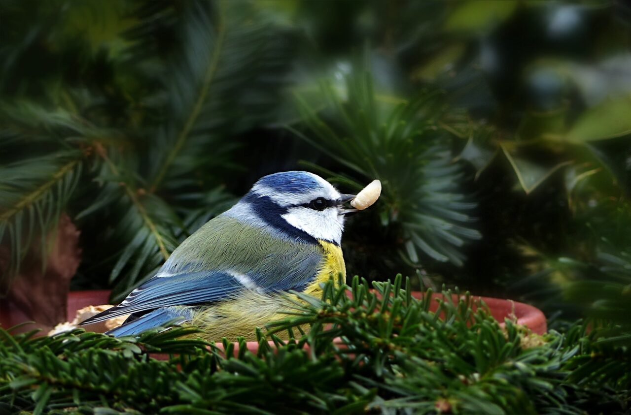 Blue Tit Bird Information – The Only Guide You’ll Ever Need