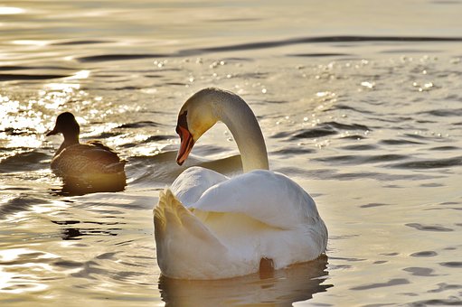 Why Are Ducks Feet Orange?