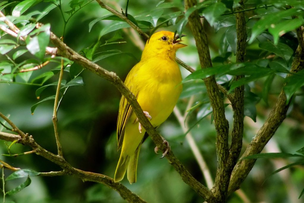 The Magic Hour: When Birds Are Most Active