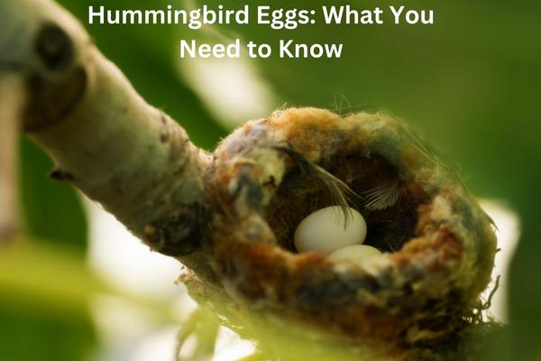 Hummingbird Eggs: Science, Insights and And Lots Of Pictures!