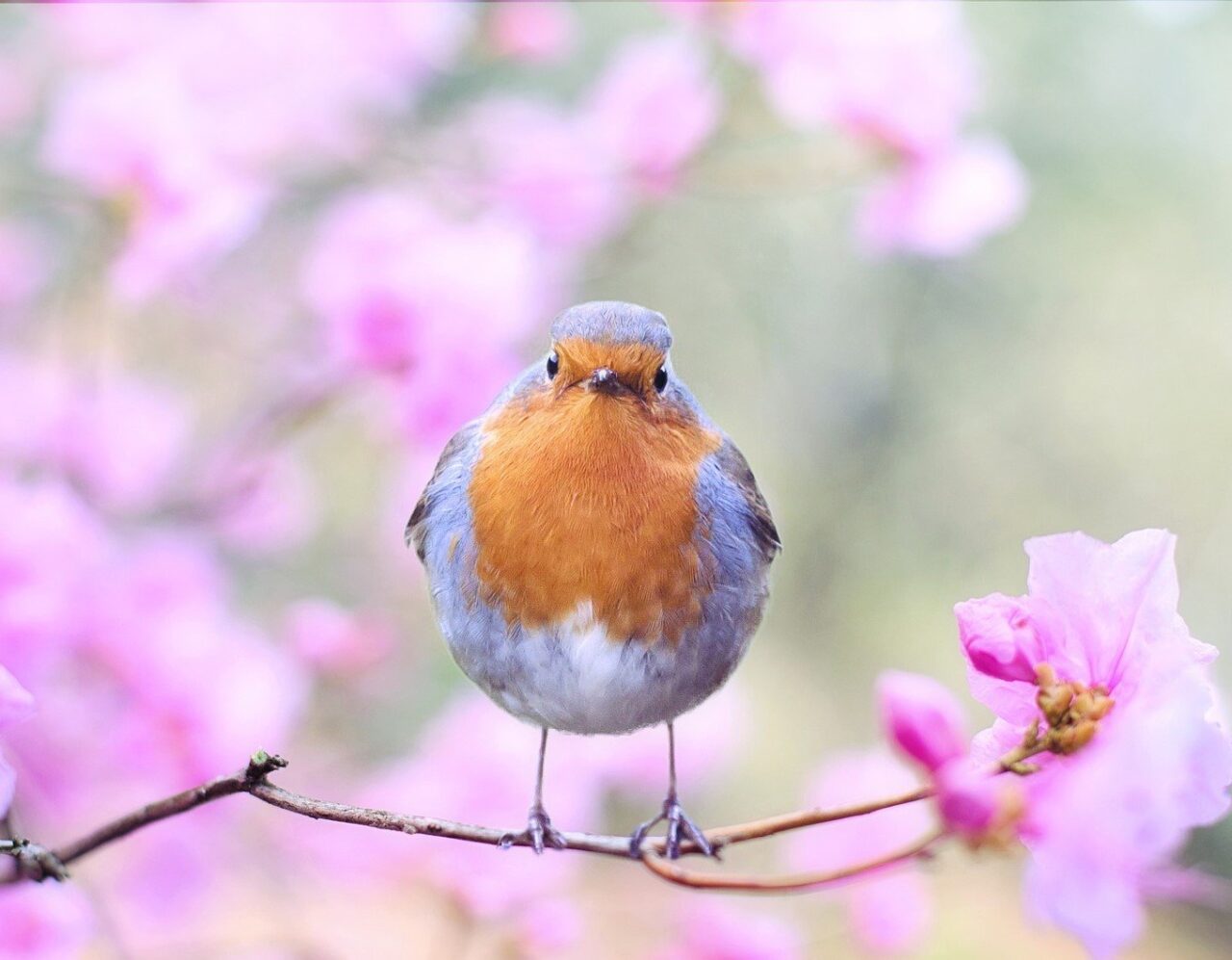 Birds flying into houses: a sign of good luck or bad omens?