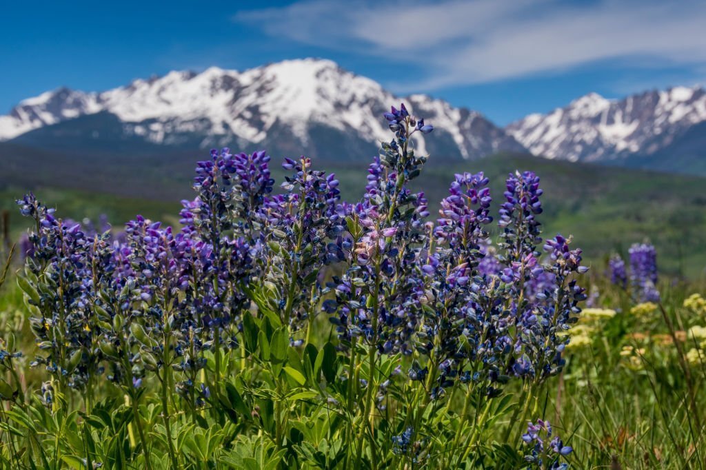 What is the popular purple Wildflower?