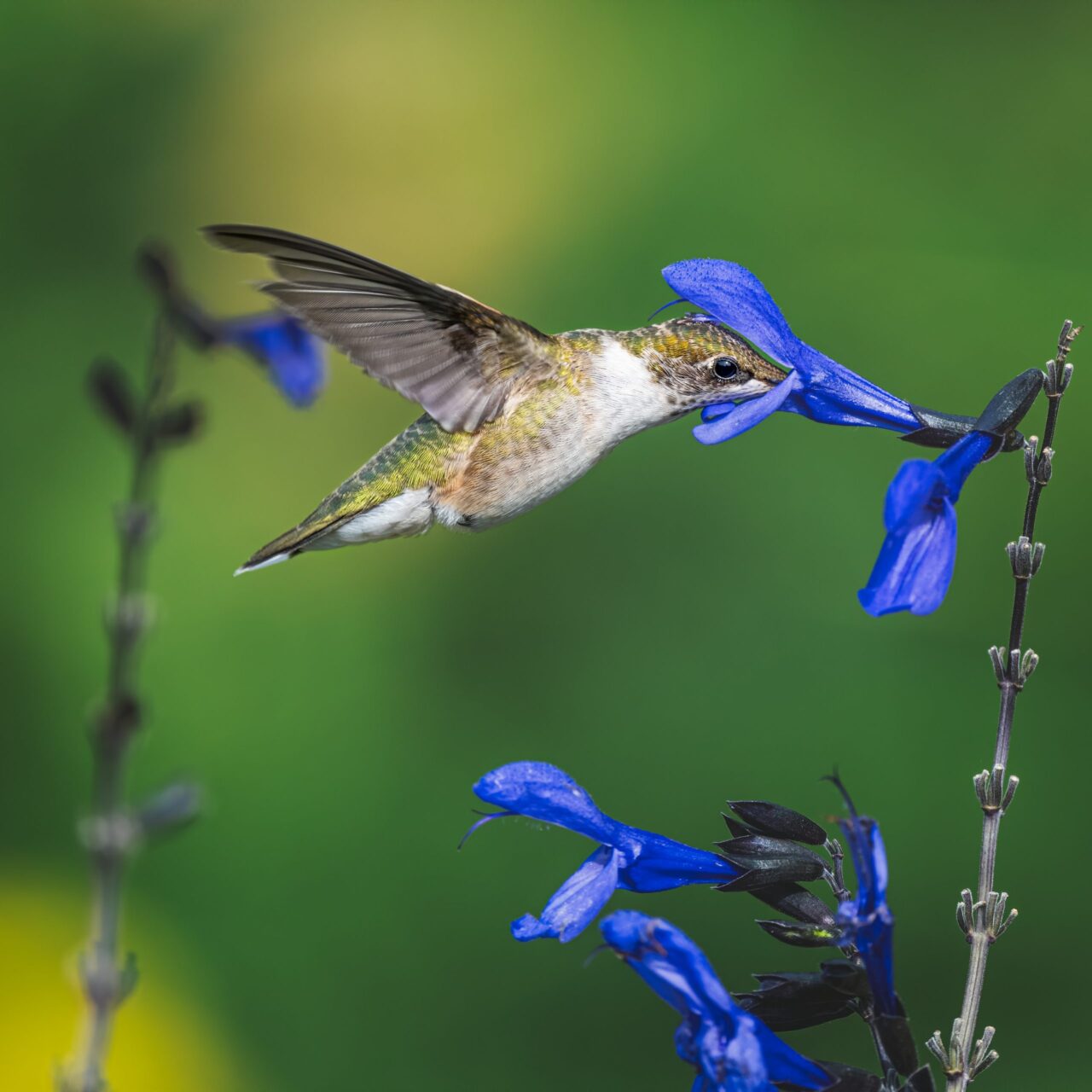 What Flowers Attract Hummingbirds?