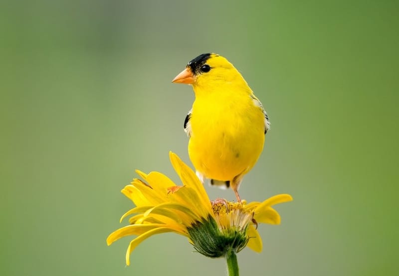 The 20 Small Yellow Birds You Should Know [2023] – Chipper Birds