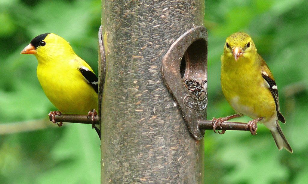 21 Yellow Birds With Black Wings 2023 (Inc. STUNNING Photos)