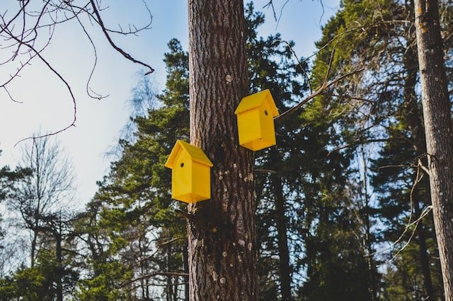 Best Wood For Bird Houses: Top Picks Revealed [2023]