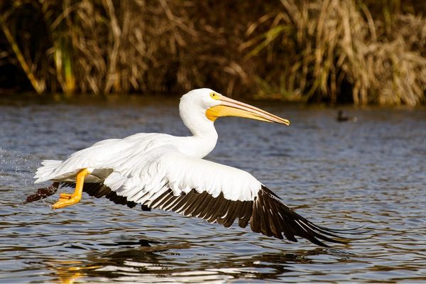 Top 20 Most Beautiful White Birds in the World (With Photos)