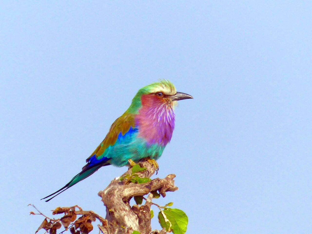 Lilac-breasted Roller Bird: Classification, Appearance, Habitat, and More!