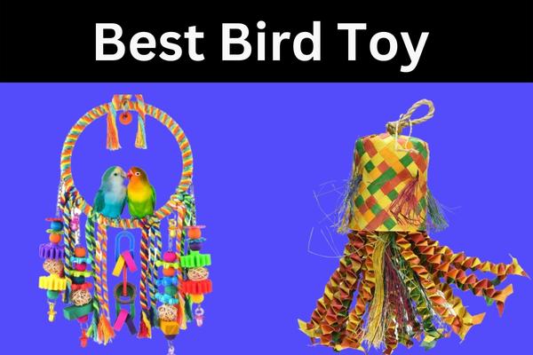 Best Bird Toy to Keep Your Feathered Friend Entertained