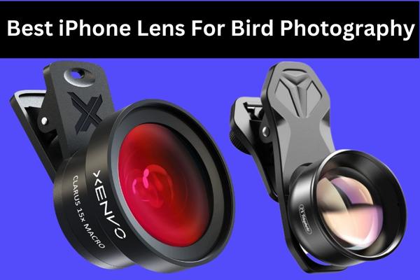 Best iPhone Lens for Bird Photography: Comprehensive Guide