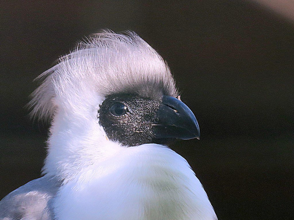 Bare-Faced Go-Away-Bird: Meeting This Interesting Bird