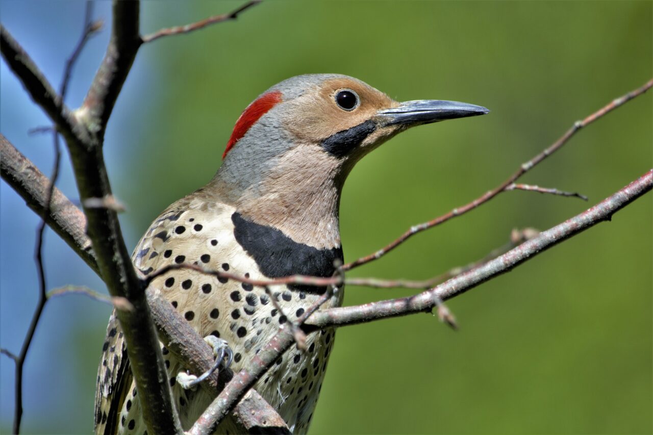 8 Types of Woodpeckers in North Carolina (2023)