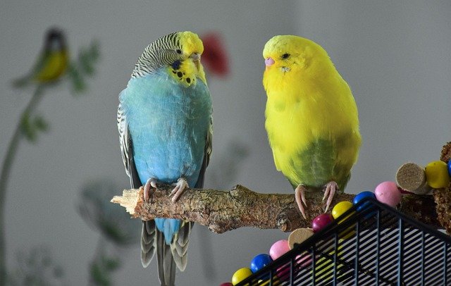 The Best Paints to Use for Your Bird Cage