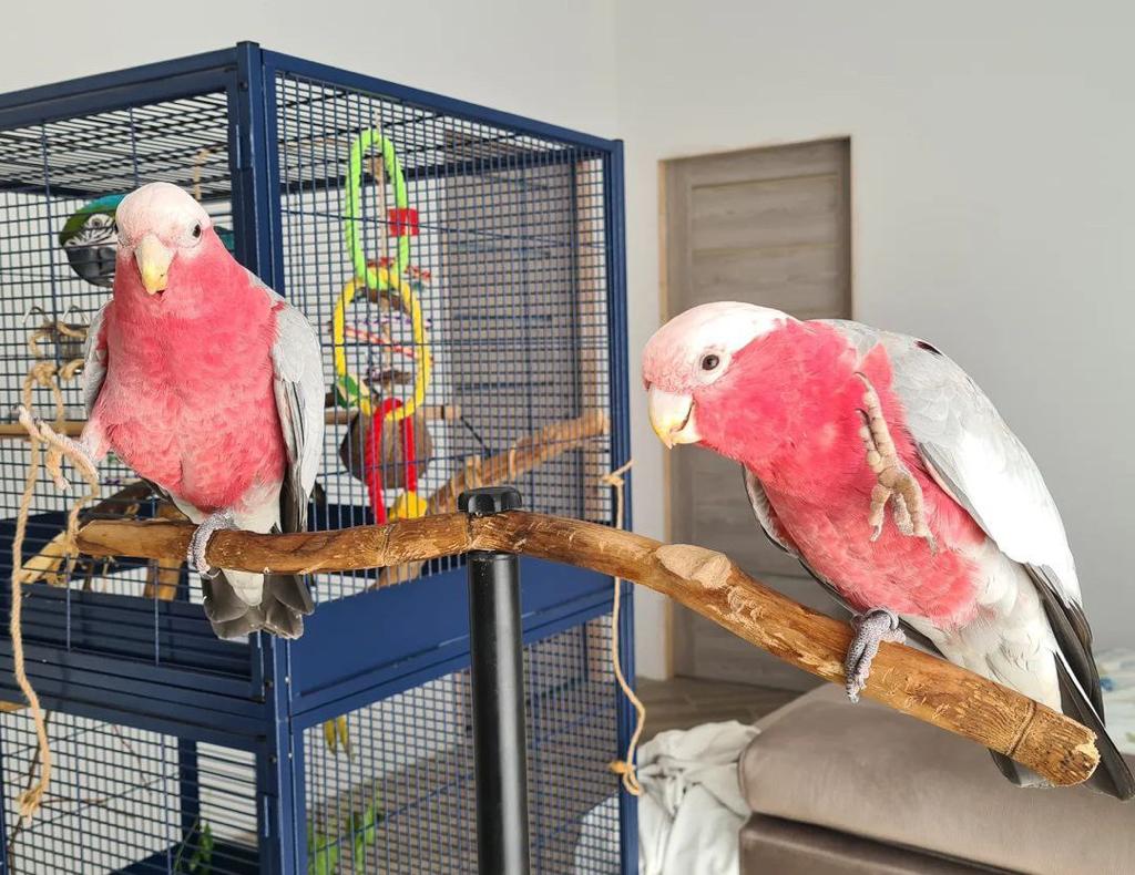 Rose-breasted Cockatoo