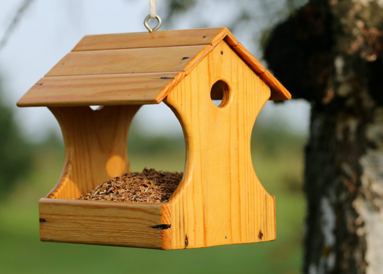 Why Is It Good To Have A Bird Feeder