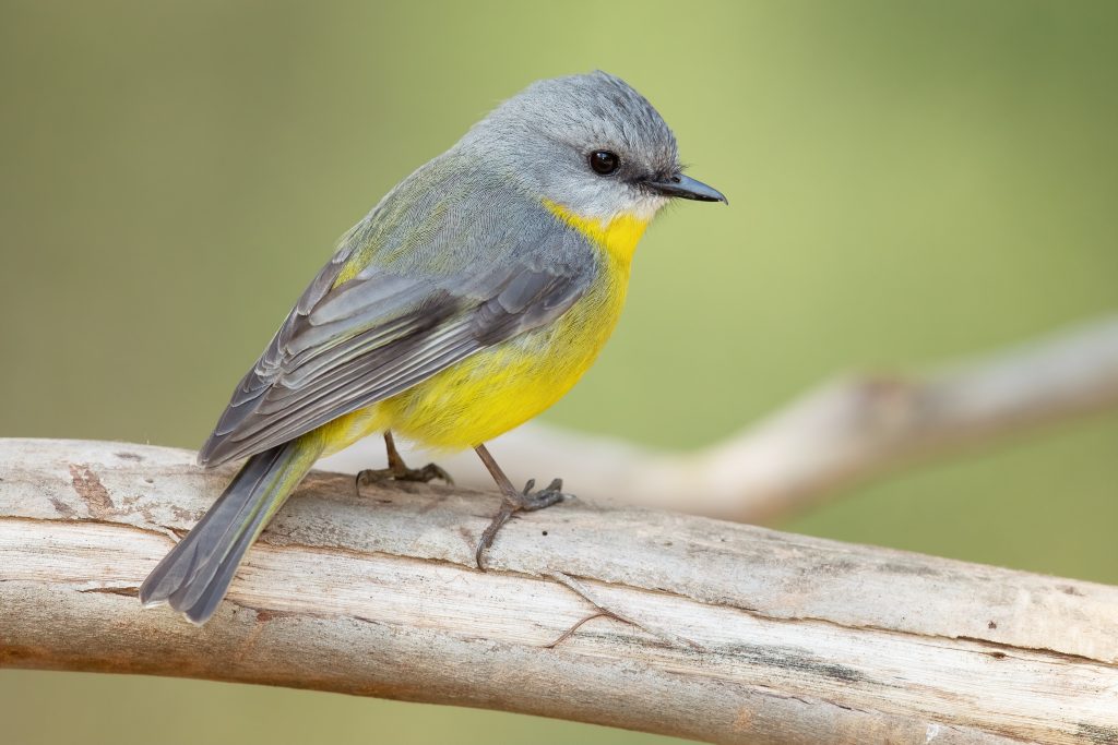 The Secrets of Bird Beaks: Discover the Different Functions and Adaptations