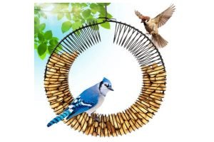 Best Peanut Bird Feeders to Buy in 2023