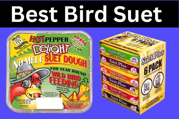 Best Bird Suet to Keep Your Feathery Friends Fat and Happy