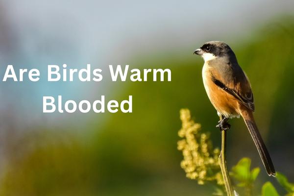 Are Birds Warm Blooded? Everything You Need to Know