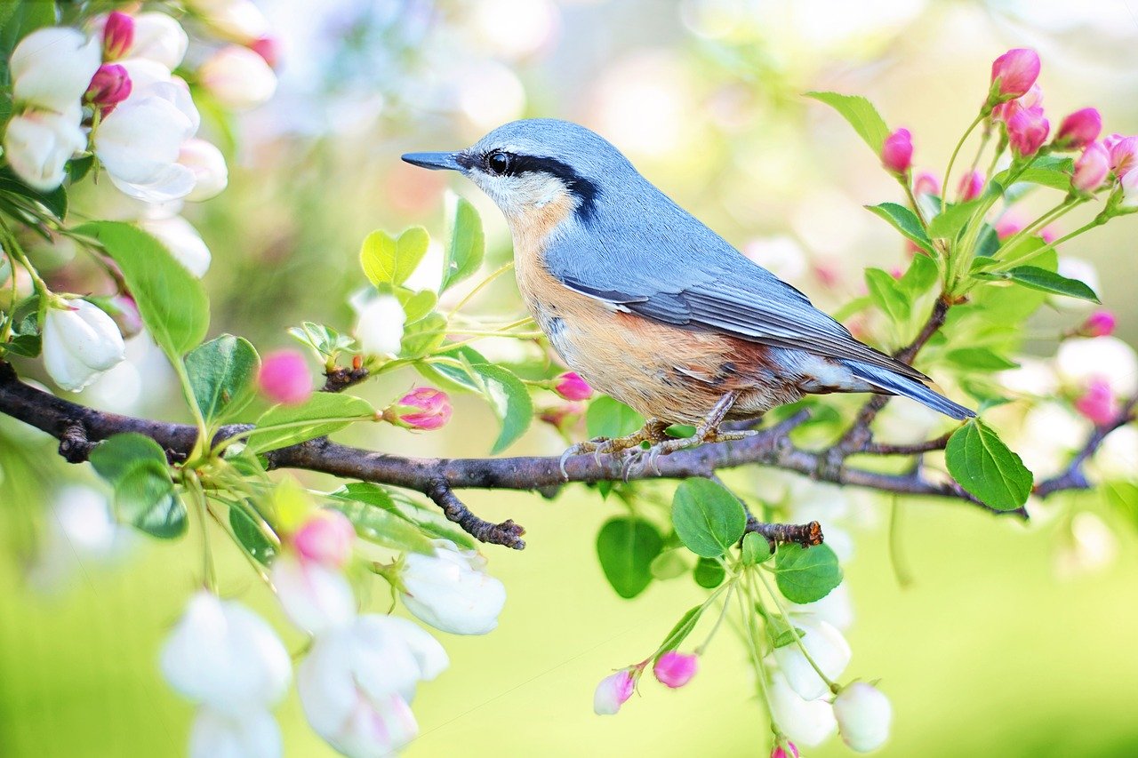 Beautiful Birds To Welcome Spring – The Best Spring Birds!