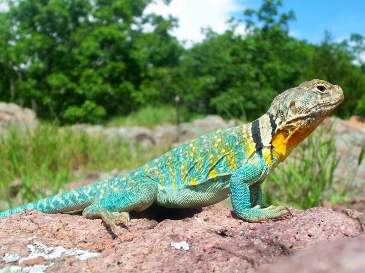 Five Coolest Arizona Lizards