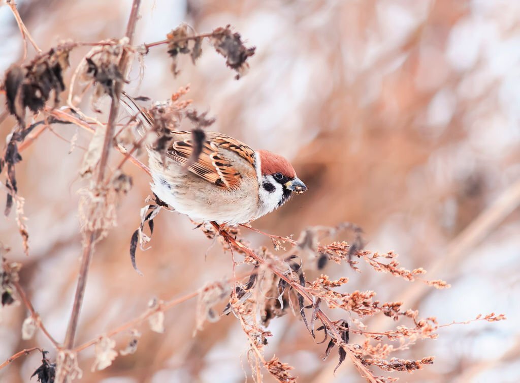 The benefits of brown birds