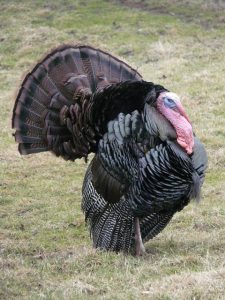 The Most Interesting Thing About Turkeys (You Probably Did Not Know)