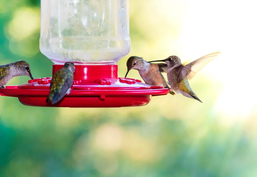 Why Is Hummingbird Nectar Necessary And How To Make It?