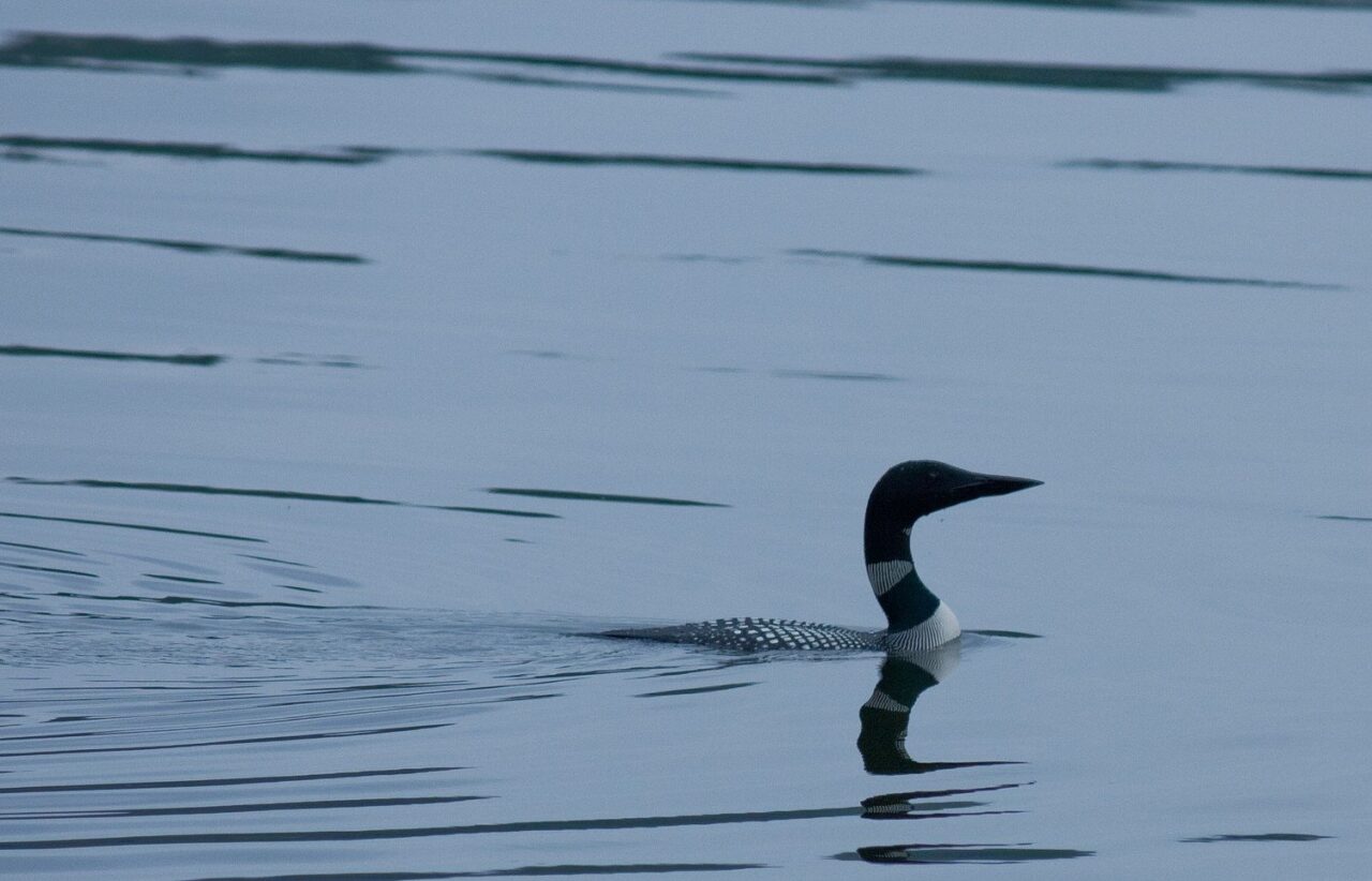 What Birds Can Swim? You Might Be Surprised!