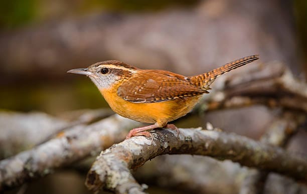 South Carolina State Bird: The Carolina Wren