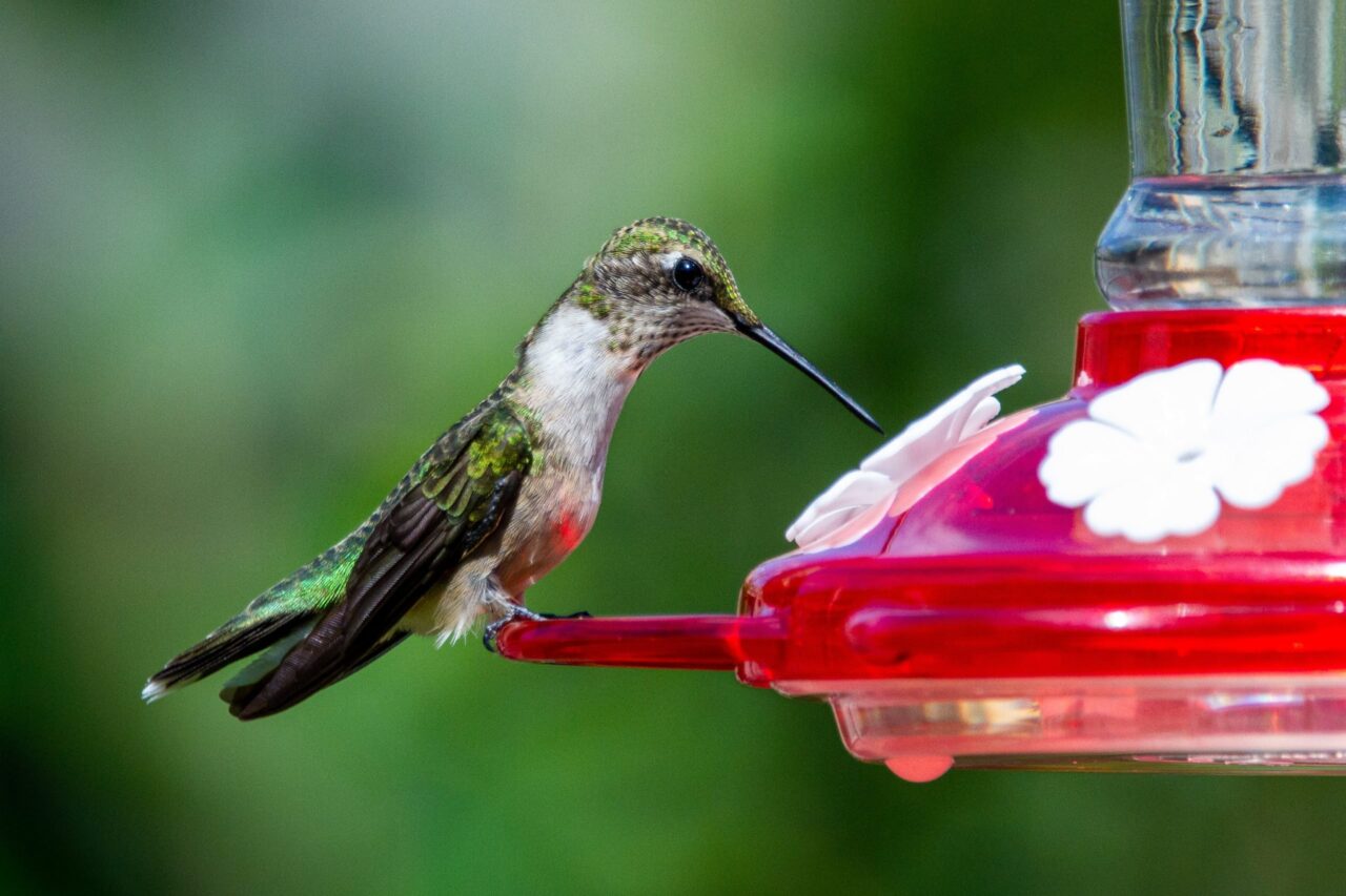 How to Choose the Best Hummingbird Feeder