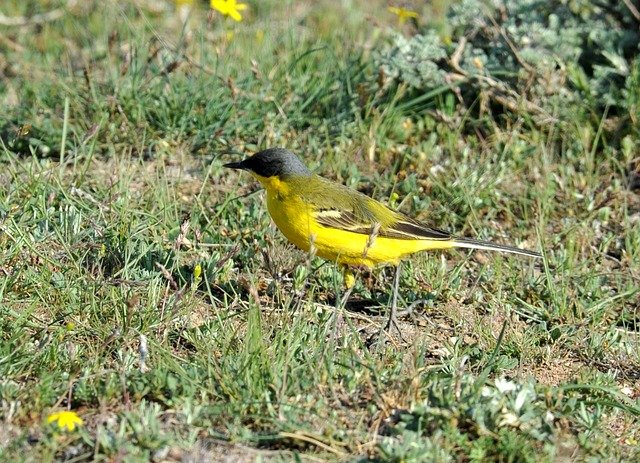 10 Reasons Why Birds Pooping Is Good for Your Garden