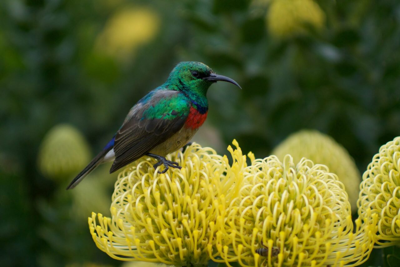 The perfect hummingbird food Recipe