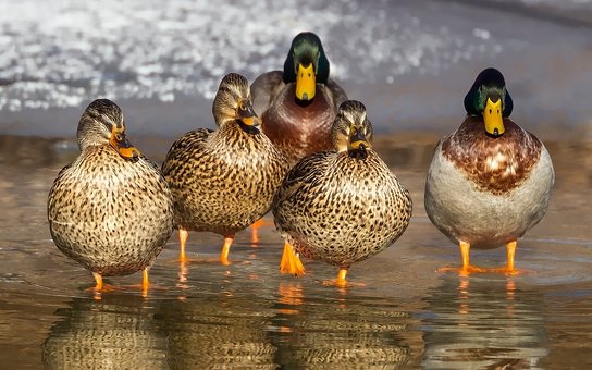 Why Do Ducks Have Orange Feet?