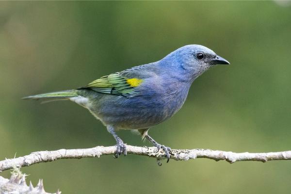 25 STUNNING 21 Blue Colored Birds 2023 (PHOTOS)