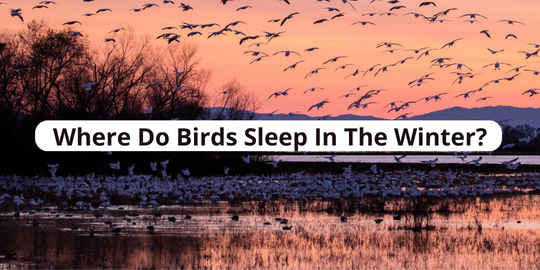 Where do birds sleep in the winter? 2023