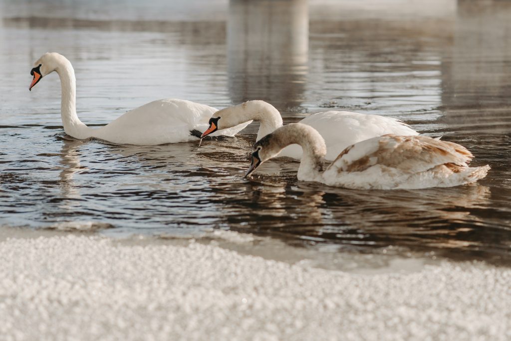 The Hidden World of Waterfowl