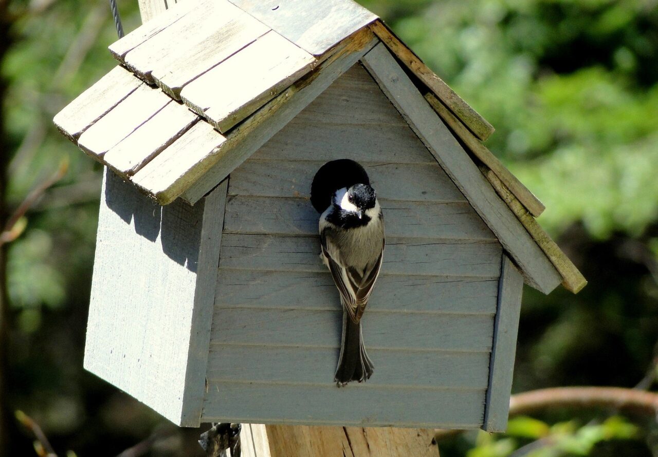 How to paint birdhouses for outside- A step by step guide