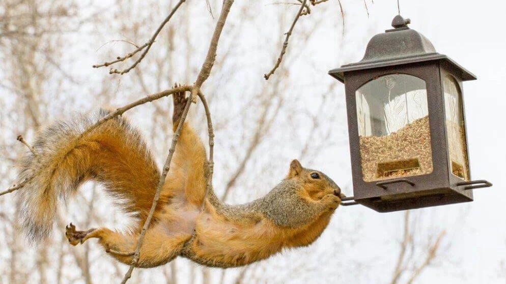 What Are Squirrel Proof Bird Feeders And Do They Work?