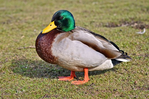 Why Are Ducks Yellow? The Ultimate Guide