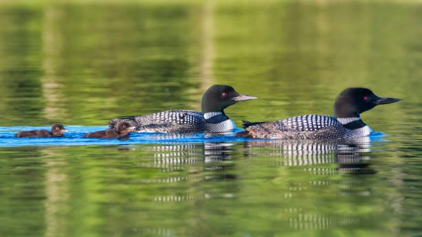 Why is the Loon the State Bird of Minnesota?