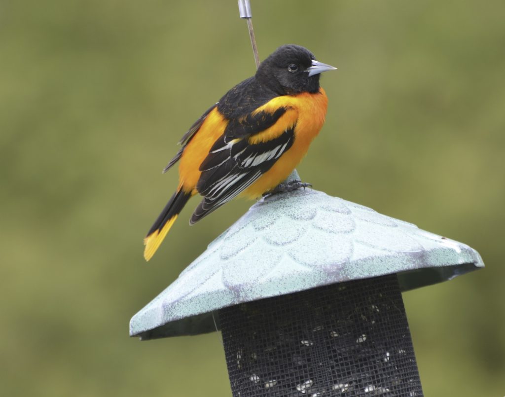 What Bird Feeder Colors are Most Attractive to Birds?