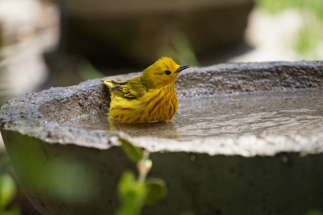 How Deep Should a Birdbath Be