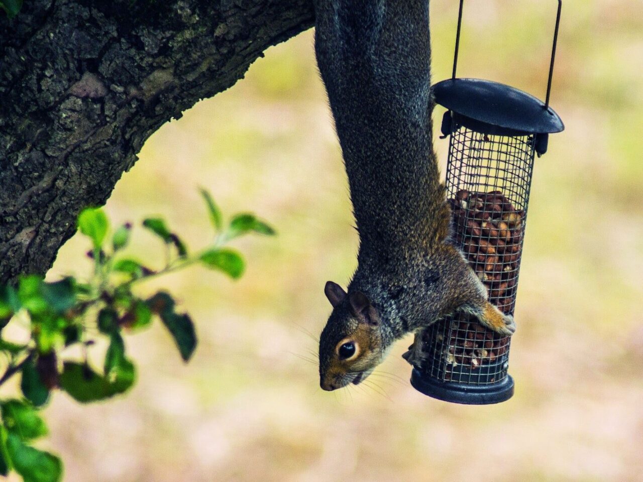 How to Keep Your Bird Feeder Squirrel Proof