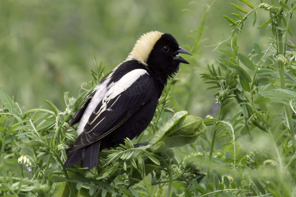 20 AMAZING Birds of Washington State [2023]